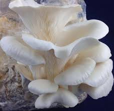 Corofitam Mushroom Spawn Seeds for Planting – Heirloom, Non-GMO Organic Fungi for Easy & Productive Home Growing