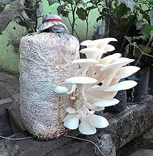 Corofitam Mushroom Spawn Seeds for Planting – Heirloom, Non-GMO Organic Fungi for Easy & Productive Home Growing