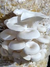 Corofitam Mushroom Spawn Seeds for Planting – Heirloom, Non-GMO Organic Fungi for Easy & Productive Home Growing