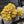 Yellow Mushroom Seeds for Planting – Heirloom, Non-GMO, High Germination, Rare Gourmet Fungi for Home Growers