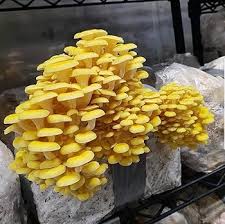Yellow Mushroom Seeds for Planting – Heirloom, Non-GMO, High Germination, Rare Gourmet Fungi for Home Growers