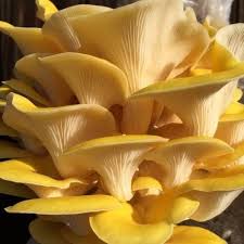 Yellow Mushroom Seeds for Planting – Heirloom, Non-GMO, High Germination, Rare Gourmet Fungi for Home Growers