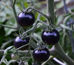 Giant Black Tomato Seeds for Planting – Heirloom, Non-GMO, High Germination, Bold Color and Rich Taste
