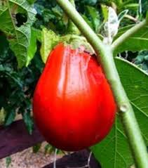 Red Eggplant Seeds for Planting – Heirloom, Non-GMO, High Germination, Bold Color with Garden Appeal