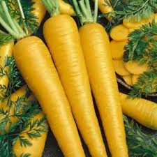 Yellow Carrot Seeds for Planting – Heirloom, Non-GMO, High Germination, Sweet & Colorful Garden Roots