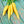 Yellow Carrot Seeds for Planting – Heirloom, Non-GMO, Golden Organic Garden Seeds Packed with Nutrition