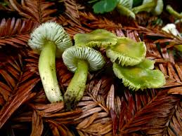 Light Green Mushroom Seeds for Planting – Heirloom, Non-GMO, High Germination, Unique Fungi for Indoor or Outdoor Growing