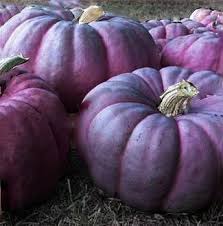 Purple Pumpkin Vegetable Seeds for Planting – Heirloom, Non-GMO, High Germination, Ornamental and Edible Variety