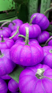 Purple Pumpkin Vegetable Seeds for Planting – Heirloom, Non-GMO, High Germination, Ornamental and Edible Variety