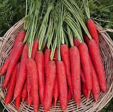 Red Carrot Seeds for Planting – Heirloom, Non-GMO, High Germination, Sweet & Colorful Root Vegetable for Gardens