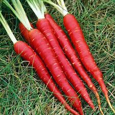 Carrot Vegetable Seeds for Planting – Heirloom, Non-GMO, Crunchy Roots – Organic Garden Seeds