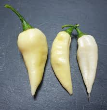 Cream Chili Seeds for Planting – Heirloom, Non-GMO, High Germination, Rare Mild Pepper with Unique Flavor