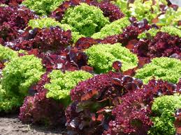 Red Green Lettuce Seeds for Planting – Heirloom, Non-GMO, High Germination, Colorful & Crunchy Salad Garden Blend