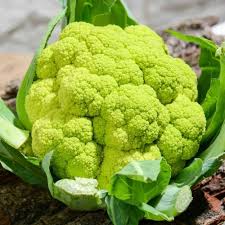 Green Cauliflower Seeds for Planting – Heirloom, Non-GMO, High Germination, Nutritious & Unique Garden Veggie