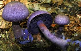 Purple Mushroom Seeds for Planting – Heirloom, Non-GMO, High Germination, Rare &amp; Visually Stunning Fungi