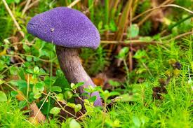 Purple Mushroom Seeds for Planting – Heirloom, Non-GMO, High Germination, Rare &amp; Visually Stunning Fungi