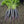 Black Carrot Seeds for Planting – Heirloom, Non-GMO, High Germination, Antioxidant-Rich & Visually Striking Roots