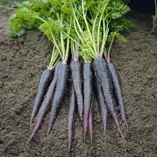 Black Carrot Seeds for Planting – Heirloom, Non-GMO, High Germination, Antioxidant-Rich & Visually Striking Roots