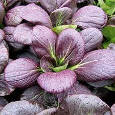 Purple Green Choi Bok Choy Seeds for Planting – Heirloom, Non-GMO, High Germination, Colorful Leafy Greens