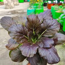 Purple Green Choi Bok Choy Seeds for Planting – Heirloom, Non-GMO, High Germination, Colorful Leafy Greens