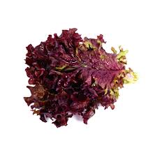 Black Red Lettuce Seeds for Planting – Heirloom, Non-GMO, High Germination Organic Garden Seeds for Decorative Salad Greens