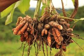 Brown Turmeric Root Seeds for Planting – Heirloom, Non-GMO, High Germination, Organic Roots for Spice Gardens
