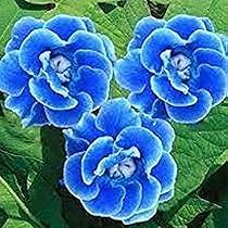 Light Blue Gloxinia Flower Seeds for Planting – Heirloom, Non-GMO, High Germination Organic Garden Seeds for Bright Blooms