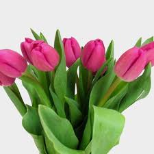 Deep Pink Tulip Flower Seeds for Planting – Heirloom, Non-GMO, High Germination Organic Garden Seeds for Vibrant Spring Blooms