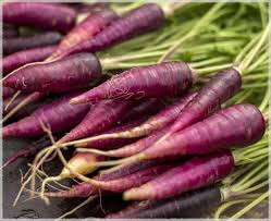 Purple Carrot Seeds for Planting – Heirloom, Non-GMO, Nutrient-Rich Organic Garden Seeds for Colorful Meals