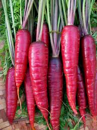 Purple Carrot Seeds for Planting – Heirloom, Non-GMO, Nutrient-Rich Organic Garden Seeds for Colorful Meals