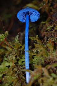 Sky Blue Mushroom Seeds for Planting – Heirloom, Non-GMO, Rare Organic Garden Spores for Exotic Appeal