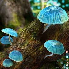 Sky Blue Mushroom Seeds for Planting – Heirloom, Non-GMO, Rare Organic Garden Spores for Exotic Appeal