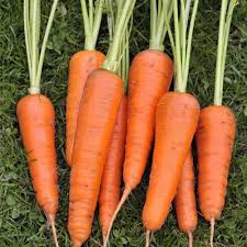 Orange Carrot Seeds for Planting – Heirloom, Non-GMO, Classic Organic Garden Seeds for Daily Ha
