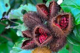 Annatto Vegetable Seeds for Planting – Heirloom, Non-GMO, Organic Garden Seeds for Natural Spice and Coloring