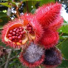 Annatto Vegetable Seeds for Planting – Heirloom, Non-GMO, Organic Garden Seeds for Natural Spice and Coloring