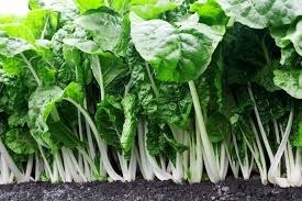 Fordhook Giant Vegetable Seeds for Planting – Heirloom, Non-GMO, High Germination Organic Garden Seeds