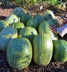 Chilacayote Vegetable Seeds for Planting – Heirloom, Non-GMO, High Germination Organic Garden Seeds