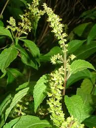 Ocimum Gratissimum Vegetable Seeds for Planting – Heirloom, Non-GMO, High Germination Organic Garden Seeds