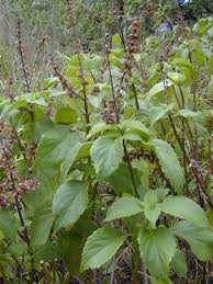 Ocimum Gratissimum Vegetable Seeds for Planting – Heirloom, Non-GMO, High Germination Organic Garden Seeds