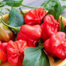Mad Hatter Pepper Vegetable Seeds for Planting – Heirloom, Non-GMO, High Germination Organic Garden Seeds