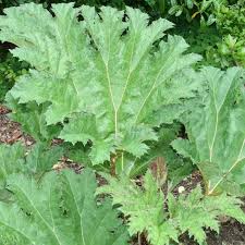 Gunnera Manicata Vegetable Seeds for Planting – Rare Heirloom, Non-GMO, High Germination Organic Garden Seeds