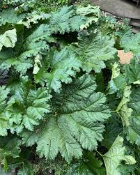 Gunnera Manicata Vegetable Seeds for Planting – Rare Heirloom, Non-GMO, High Germination Organic Garden Seeds