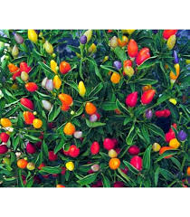 Sangria Pepper Vegetable Seeds for Planting – Heirloom, Non-GMO, High Germination Organic Garden Seeds