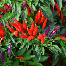 Sangria Pepper Vegetable Seeds for Planting – Heirloom, Non-GMO, High Germination Organic Garden Seeds