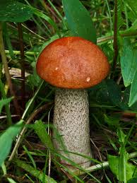 Bolete Mushroom Vegetable Seeds for Planting – Heirloom, Non-GMO, High Germination Organic Garden Seeds