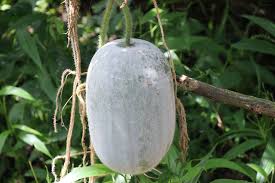 Gourd Melon Vegetable Seeds for Planting – Heirloom, Non-GMO, High Germination Organic Garden Seeds