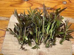 Edible Marked Toon Tree Vegetable Seeds for Planting – Rare Heirloom, Non-GMO, High Germination Organic Garden Seeds