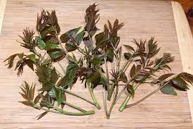 Edible Marked Toon Tree Vegetable Seeds for Planting – Rare Heirloom, Non-GMO, High Germination Organic Garden Seeds