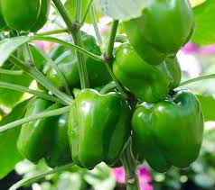 Green Capsicum Bell Peppers Vegetable Seeds for Planting – Heirloom, Non-GMO, High Germination Organic Garden Seeds