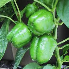 Green Capsicum Bell Peppers Vegetable Seeds for Planting – Heirloom, Non-GMO, High Germination Organic Garden Seeds